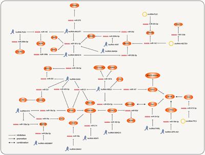 Non-Coding RNA Regulatory Network in Ischemic Stroke